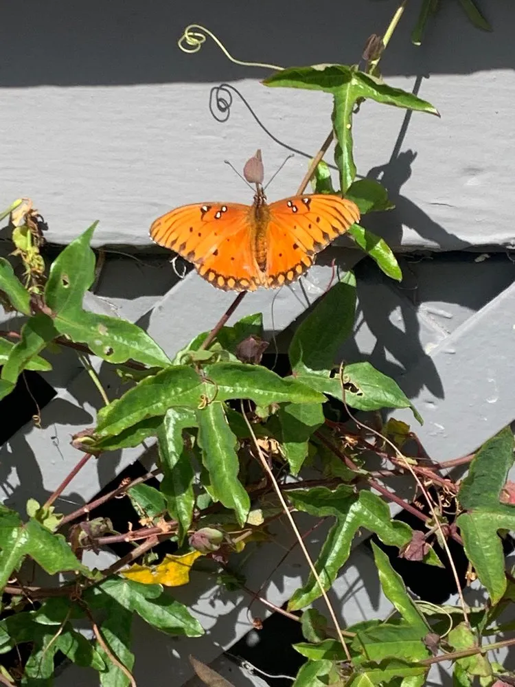 Custom landscaping services in Berkeley, CA by Mariposa Gardening & Design