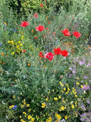 Mariposa Gardening & Design Logo