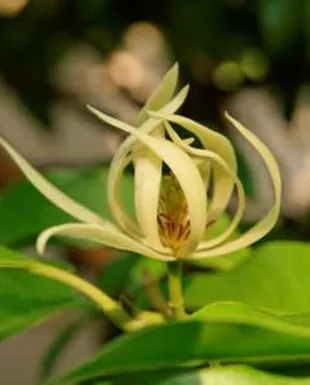 Expert lawn care service near you in Rancho Santa Fe, CA by Mariposa Landscape & Tree Service