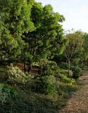 Expert landscape design for outdoor upgrades in Rancho Santa Fe, CA by Mariposa Landscape & Tree Service