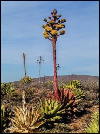 Reliable landscape installation for outdoor upgrades across Victorville, CA - Mark & Nellie's Nursery