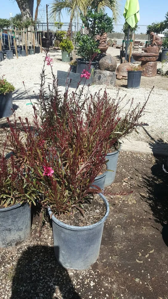 Expert outdoor landscaping experts serving Victorville, CA - Mark & Nellie's Nursery
