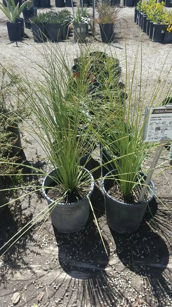 Custom landscape design in Victorville, CA - Mark & Nellie's Nursery