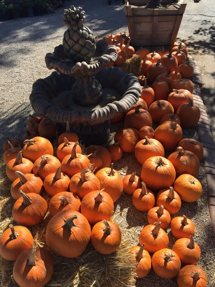 Top-rated garden landscaping experts serving Victorville, CA - Mark & Nellie's Nursery