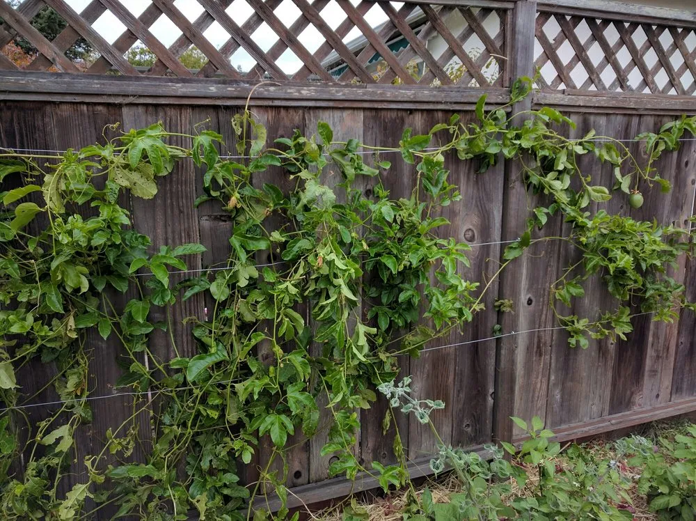 Reliable landscape design for residential properties in Ojai, CA by Mark Abraham