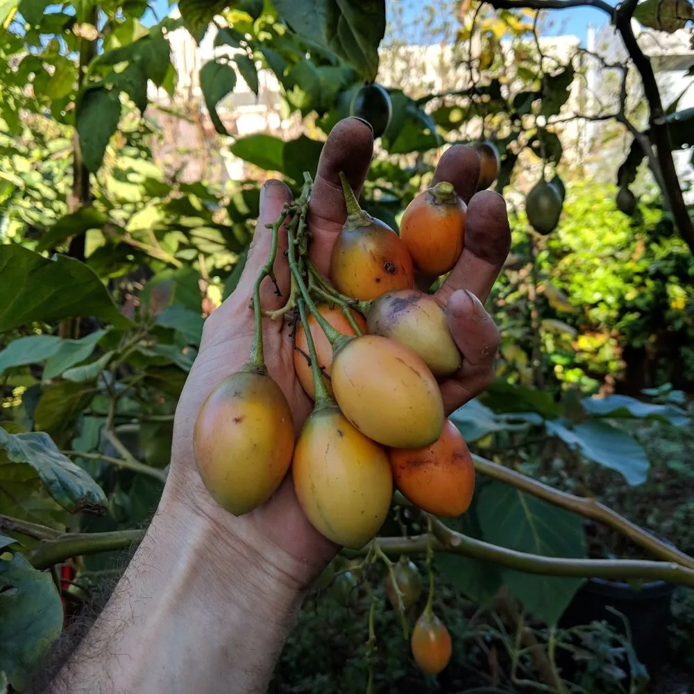 Reliable landscape design for outdoor upgrades in Ojai, CA by Mark Abraham