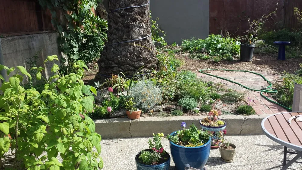 Affordable lawn mowing service with custom design in Ojai, CA by Mark Abraham