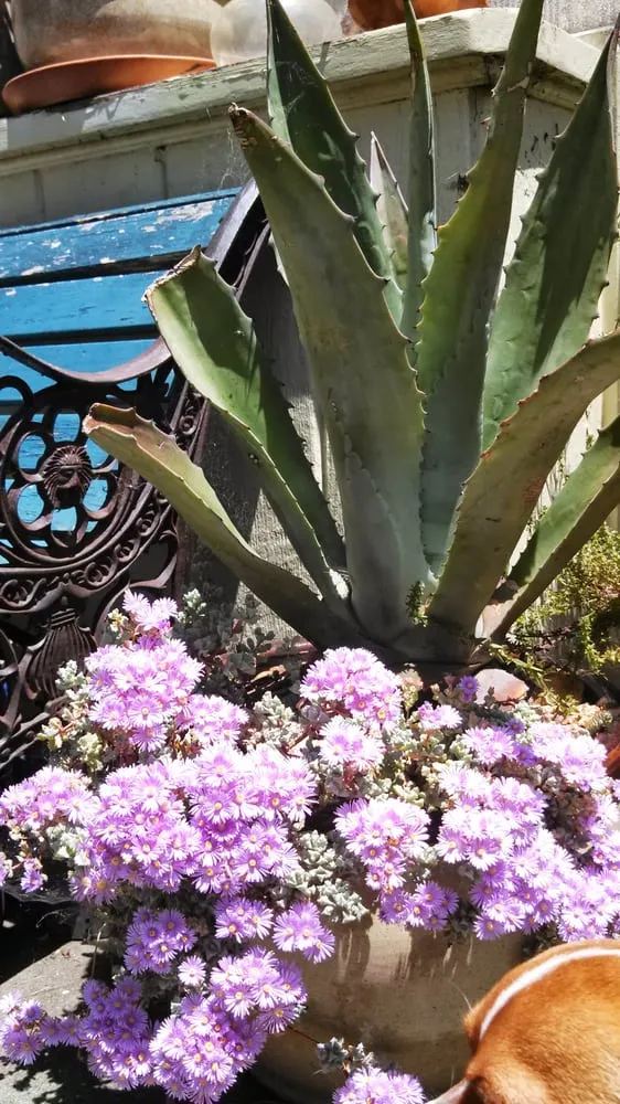 Trusted residential landscaping in Ojai, CA by Mark Abraham