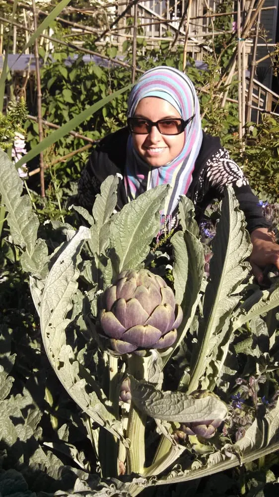 Affordable landscaping services for outdoor upgrades in Ojai, CA by Mark Abraham