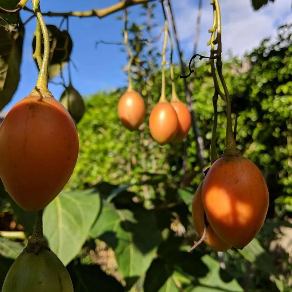 Custom yard cleanup service experts serving Ojai, CA - Mark Abraham