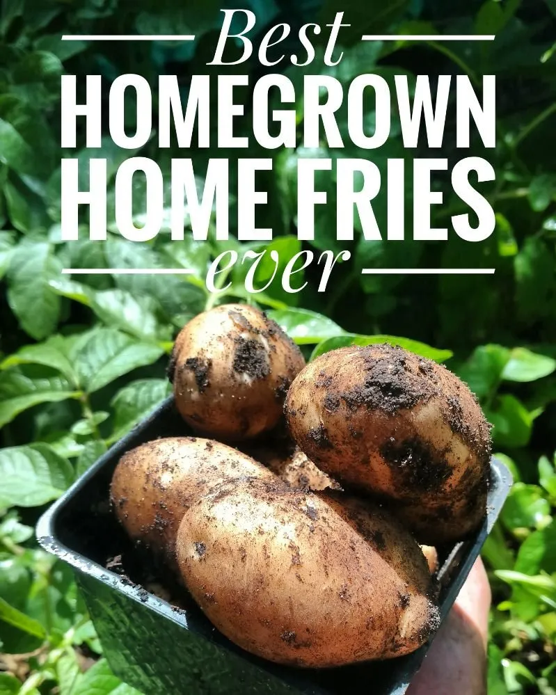 Local outdoor landscaping for beautiful yards in Ojai, CA by Mark Abraham