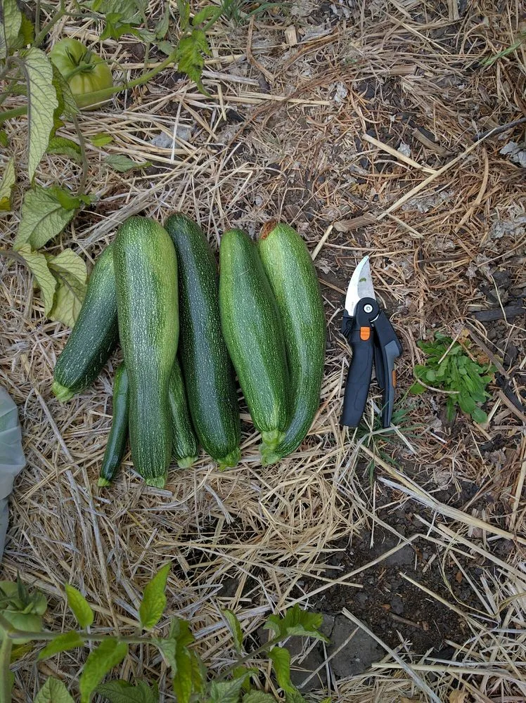 Custom residential landscaping in Ojai, CA - Mark Abraham