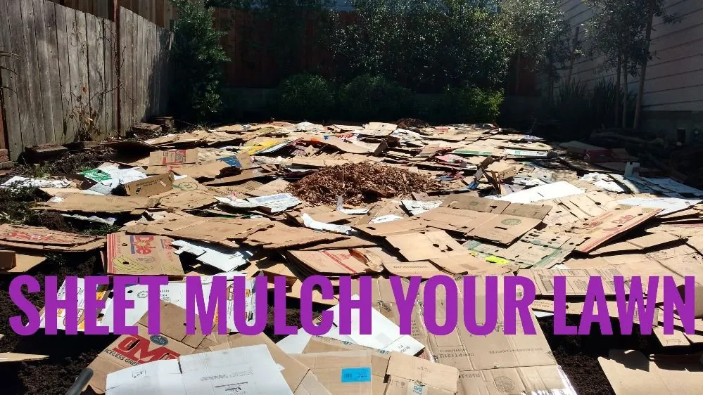 Trusted yard maintenance in Ojai, CA by Mark Abraham