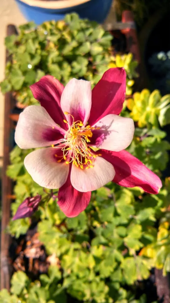 Custom landscape installation in Ojai, CA by Mark Abraham