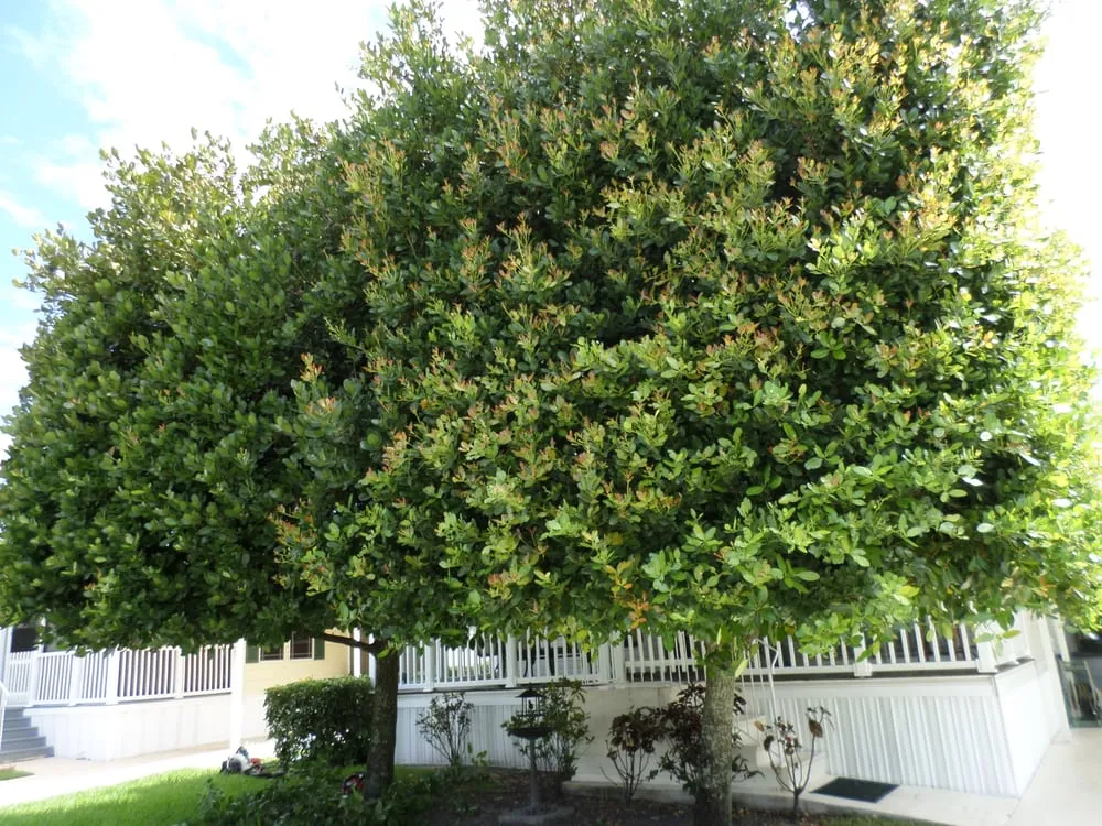 Expert garden landscaping for outdoor upgrades across Davie, FL - Mark Fanucci Landscaping