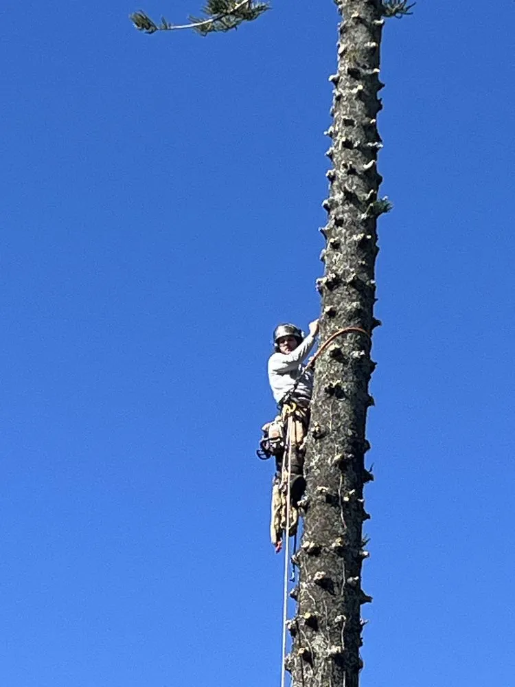 Top-rated landscape installation for beautiful yards across St. Petersburg, FL - Mark Michaels Tree Service