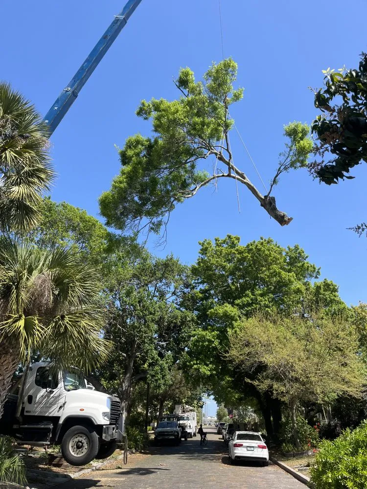 Professional lawn mowing service experts serving St. Petersburg, FL - Mark Michaels Tree Service