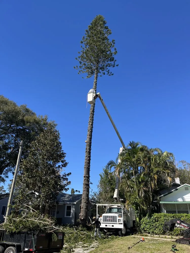 Trusted landscape installation for beautiful yards in St. Petersburg, FL by Mark Michaels Tree Service