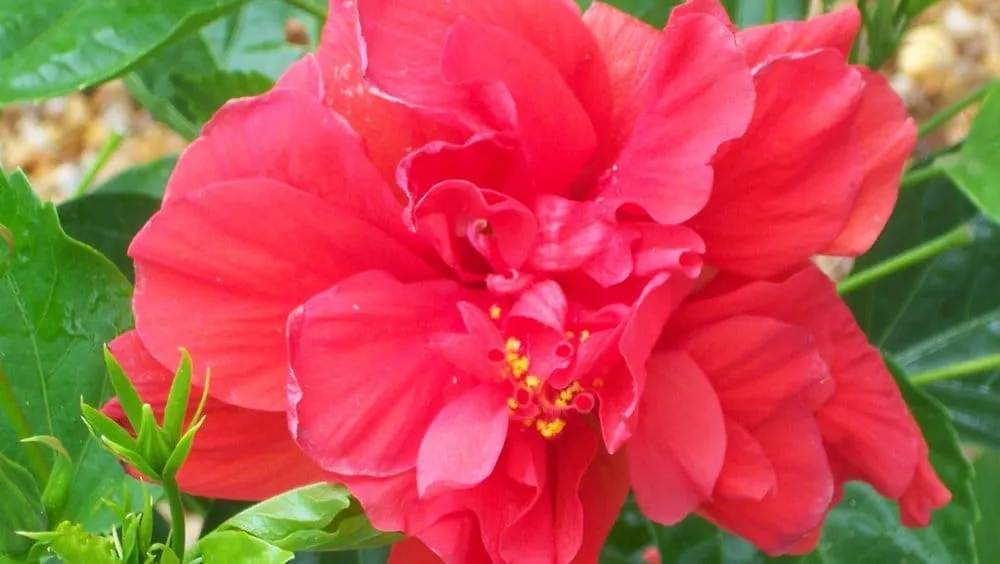 Affordable landscape design in Cape Coral, FL - Mark of Excellence Lawn & Landscape Co