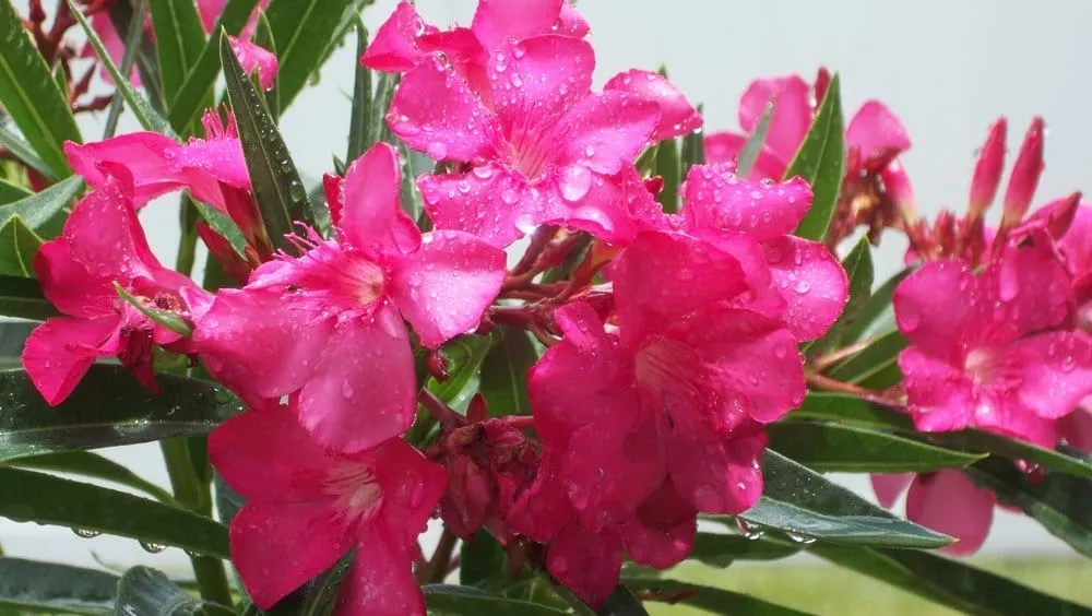 Local residential landscaping near you in Cape Coral, FL by Mark of Excellence Lawn & Landscape Co