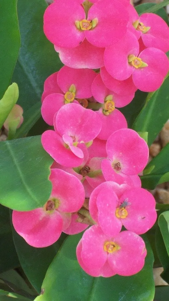 Expert yard cleanup service near you in Cape Coral, FL by Mark of Excellence Lawn & Landscape Co