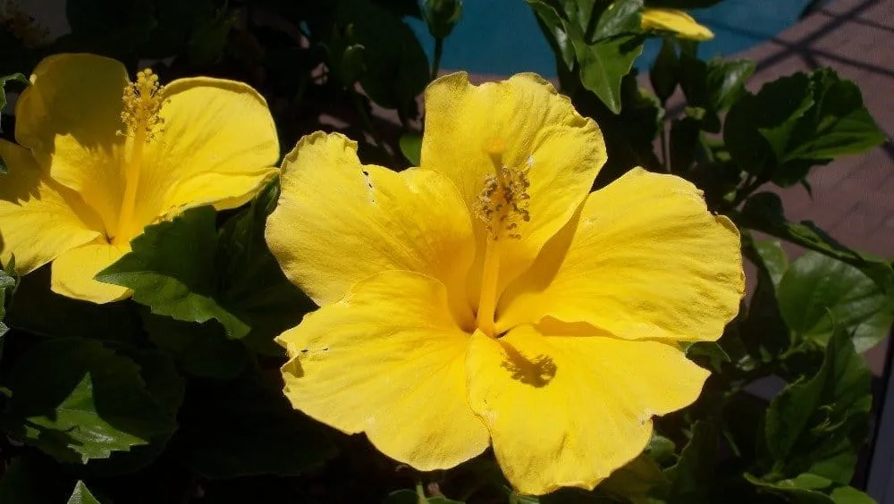 Top-rated garden landscaping experts serving Cape Coral, FL - Mark of Excellence Lawn & Landscape Co