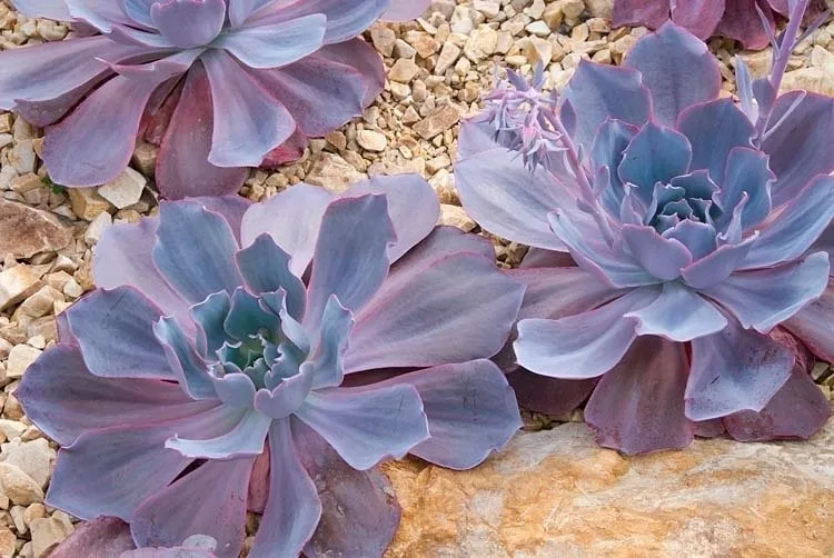 Trusted outdoor landscaping for year-round maintenance in Huntington Beach, CA by Mark Talmo Landscape