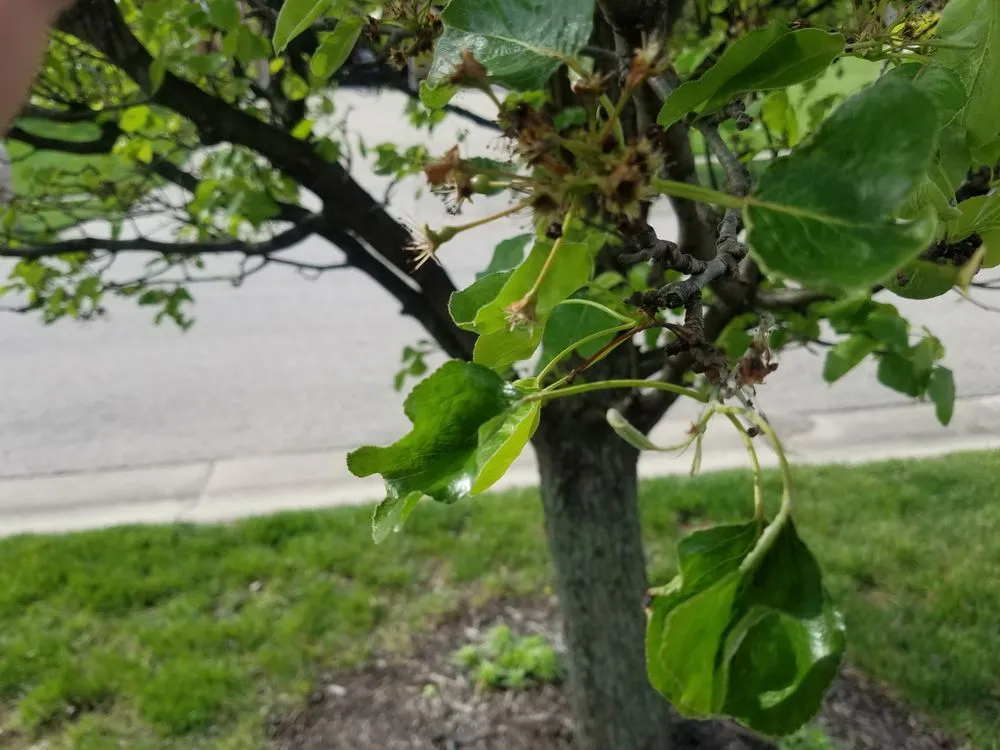 Local lawn care service with custom design in West Chester, OH by Mark Webber's Landscaping Company