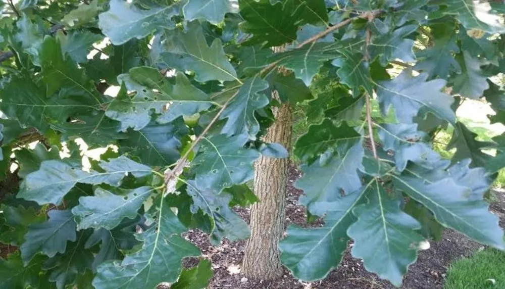 Trusted lawn mowing service in West Chester, OH - Mark Webber's Landscaping Company