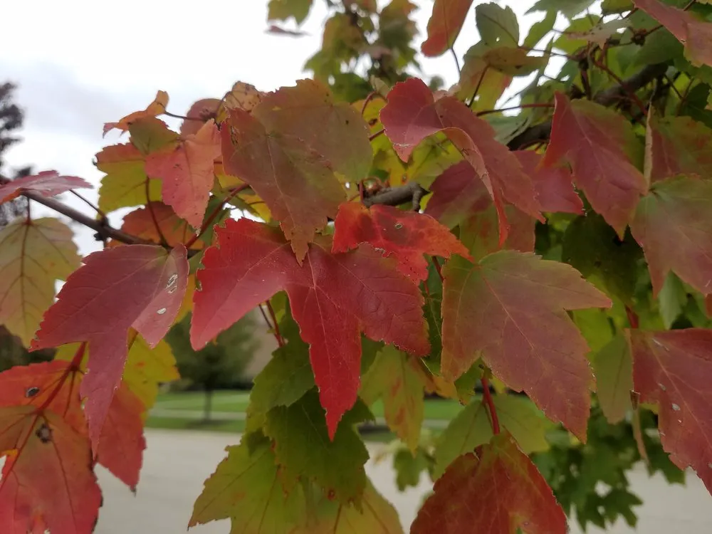 Local landscape design for beautiful yards in West Chester, OH by Mark Webber's Landscaping Company