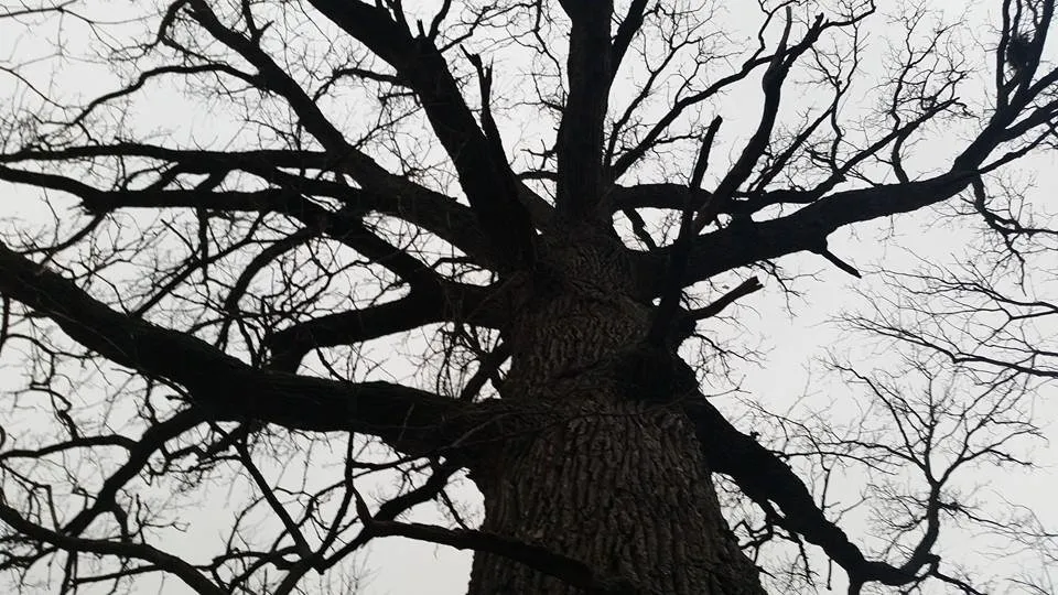 Trusted lawn care service near you in West Chester, OH by Mark Webber's Landscaping Company