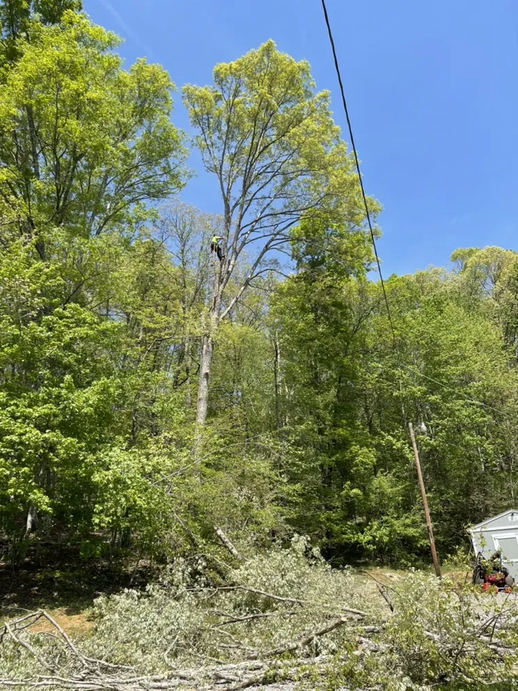 Trusted yard cleanup service experts serving Knoxville, TN - Mark William Solutions