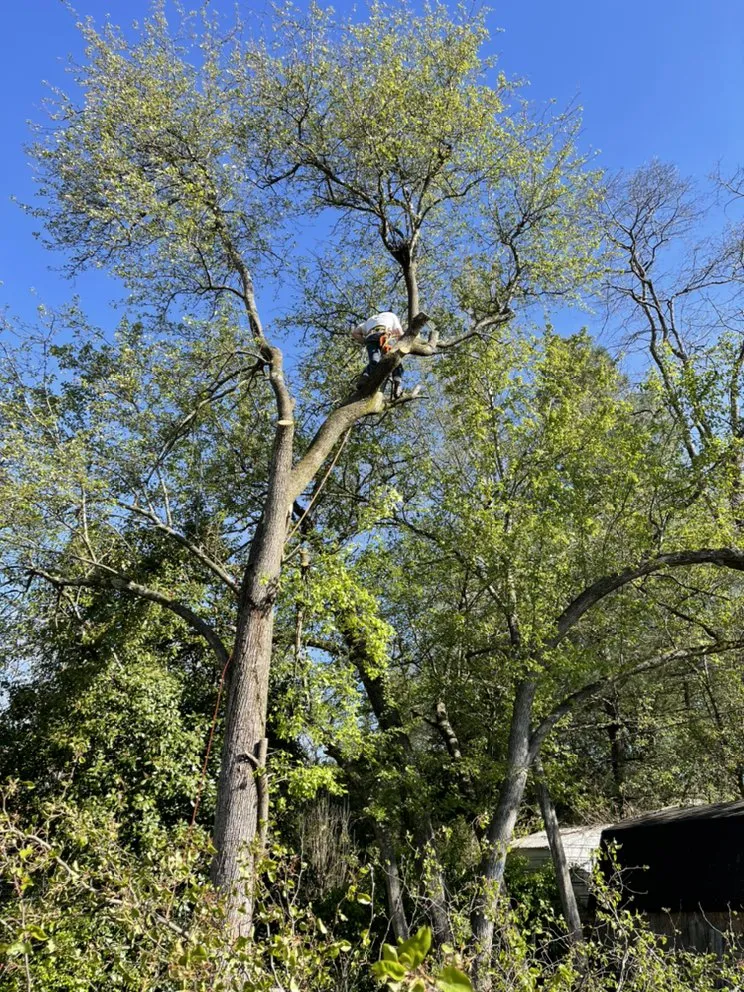 Local outdoor landscaping experts serving Knoxville, TN - Mark William Solutions