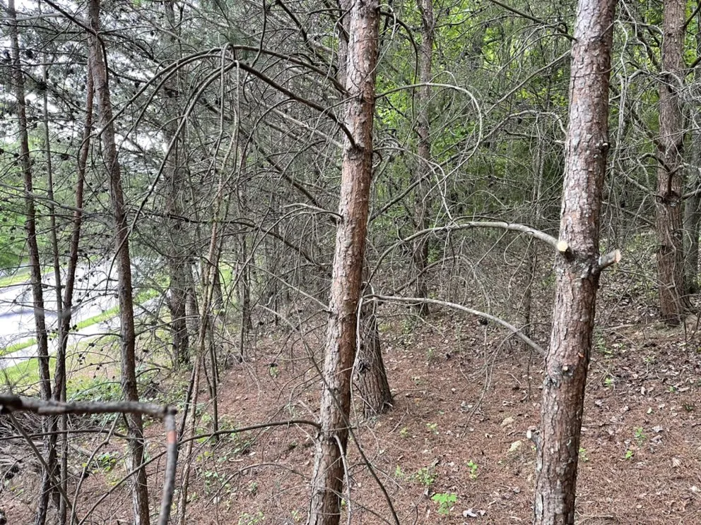 Expert lawn care service with custom design across Knoxville, TN - Mark William Solutions