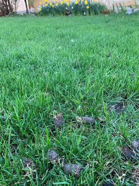 Custom garden landscaping in Skokie, IL by Mark's Landscaping