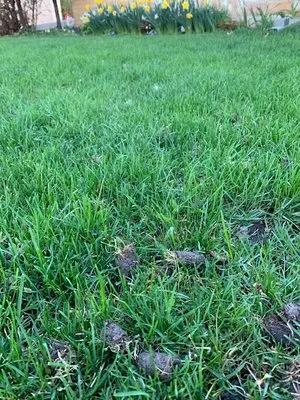 Mark's Landscaping Logo