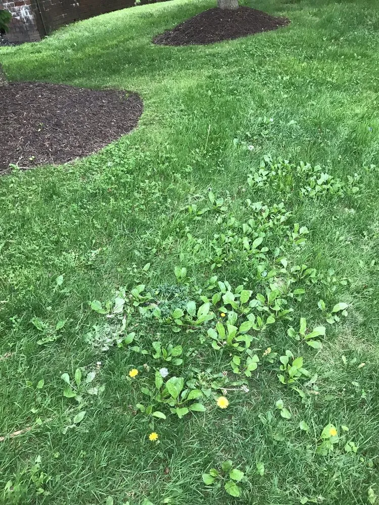 Professional residential landscaping in Boothwyn, PA by Mark's Lawn Care & Landscaping