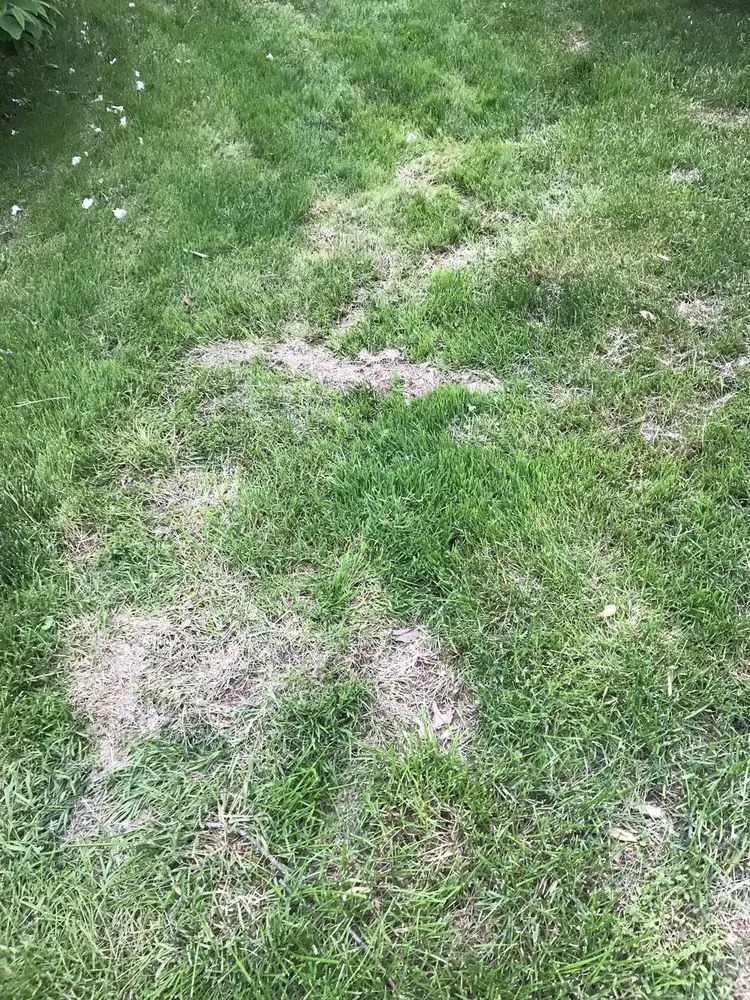 Affordable yard maintenance experts serving Boothwyn, PA - Mark's Lawn Care & Landscaping