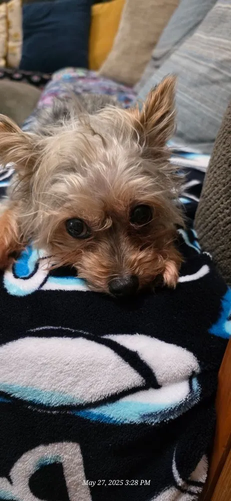 Reliable lawn care service in Oklahoma City, OK - Marks lawn maintenance