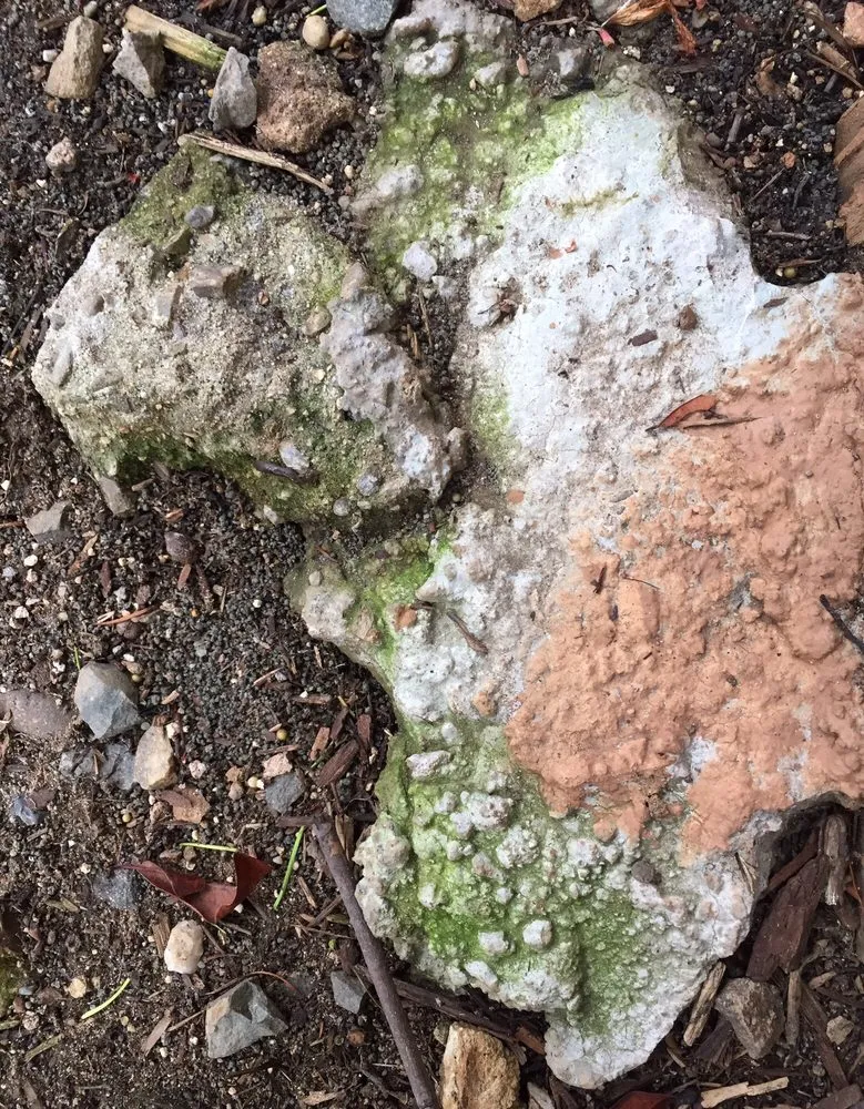 Reliable yard cleanup service for year-round maintenance in Orangevale, CA by Mark's One Stop Shop