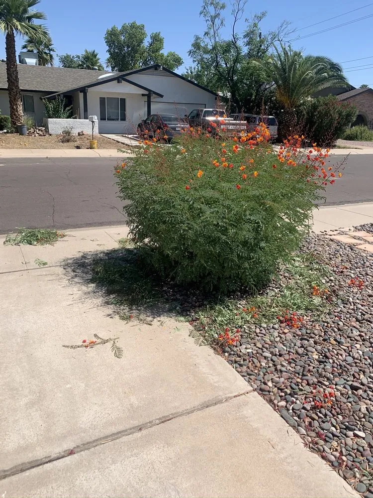 Professional yard maintenance in Buckeye, AZ - Mark’s Resilience Landscaping