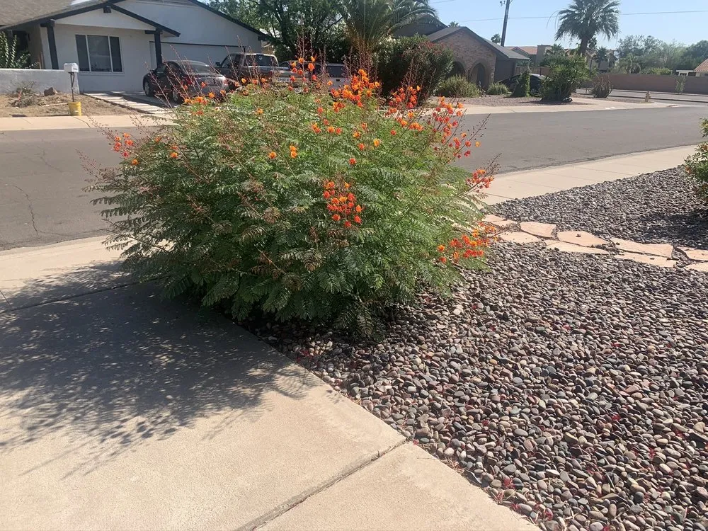 Trusted lawn mowing service in Buckeye, AZ - Mark’s Resilience Landscaping