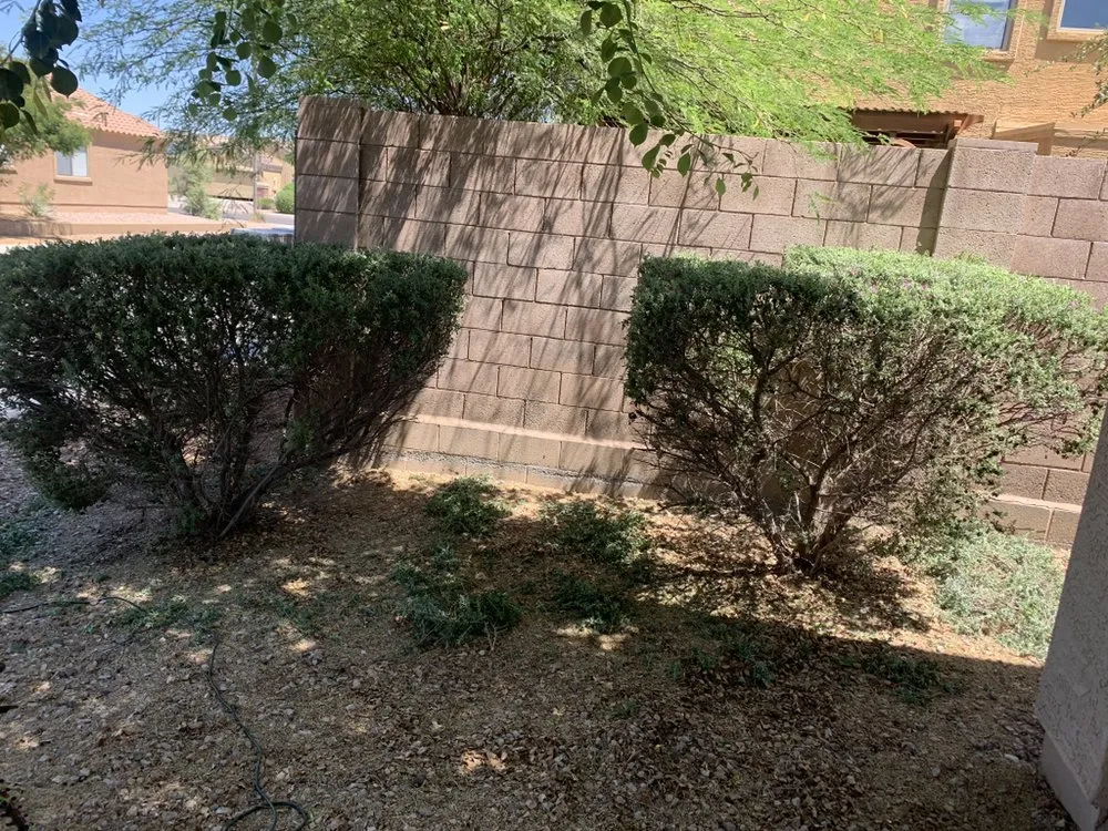 Local lawn care service in Buckeye, AZ by Mark’s Resilience Landscaping