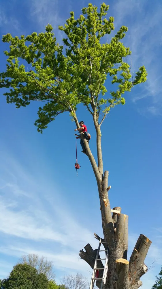 Reliable landscape design for year-round maintenance in Fair Oaks, CA by Mark's Stump Grinding