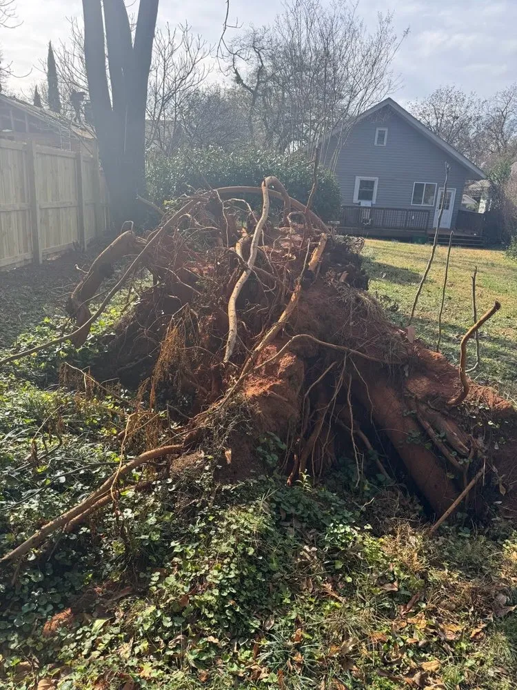 Expert landscape design in Greer, SC by Mark's Stump Removal