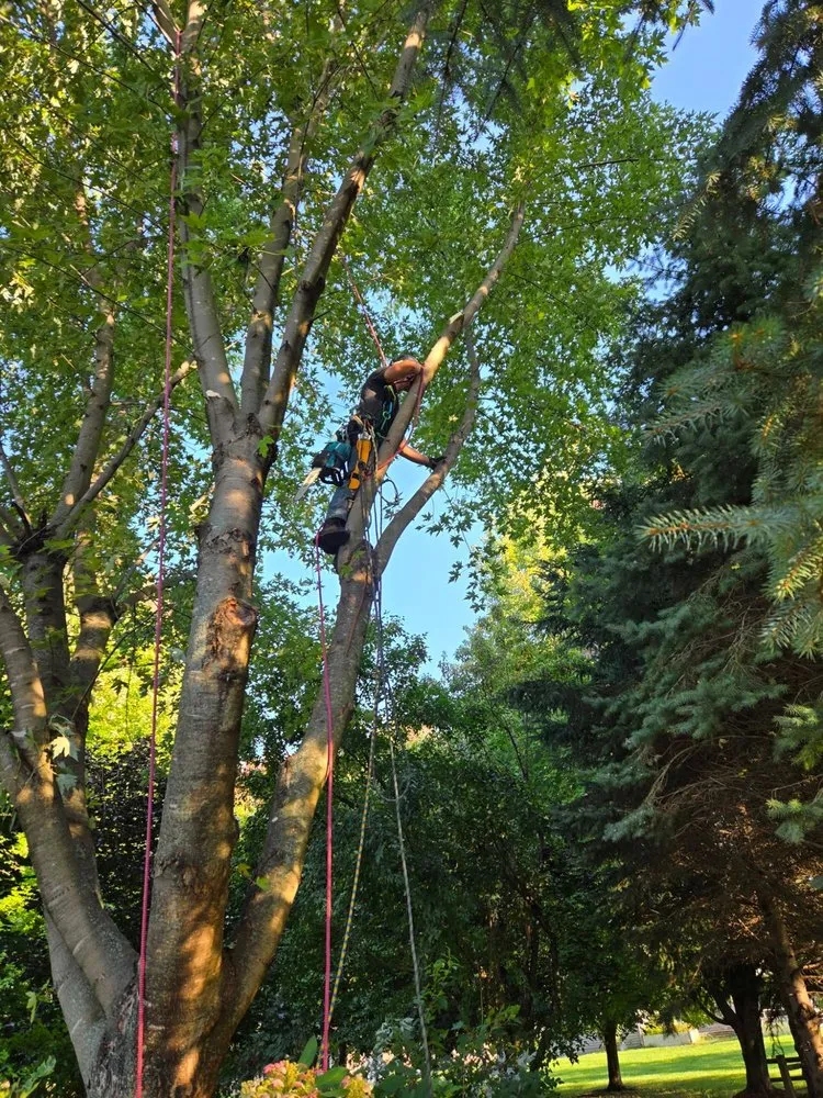 Local yard maintenance for outdoor upgrades across Wisconsin Rapids, WI - Marks Tree Removal and Landscaping