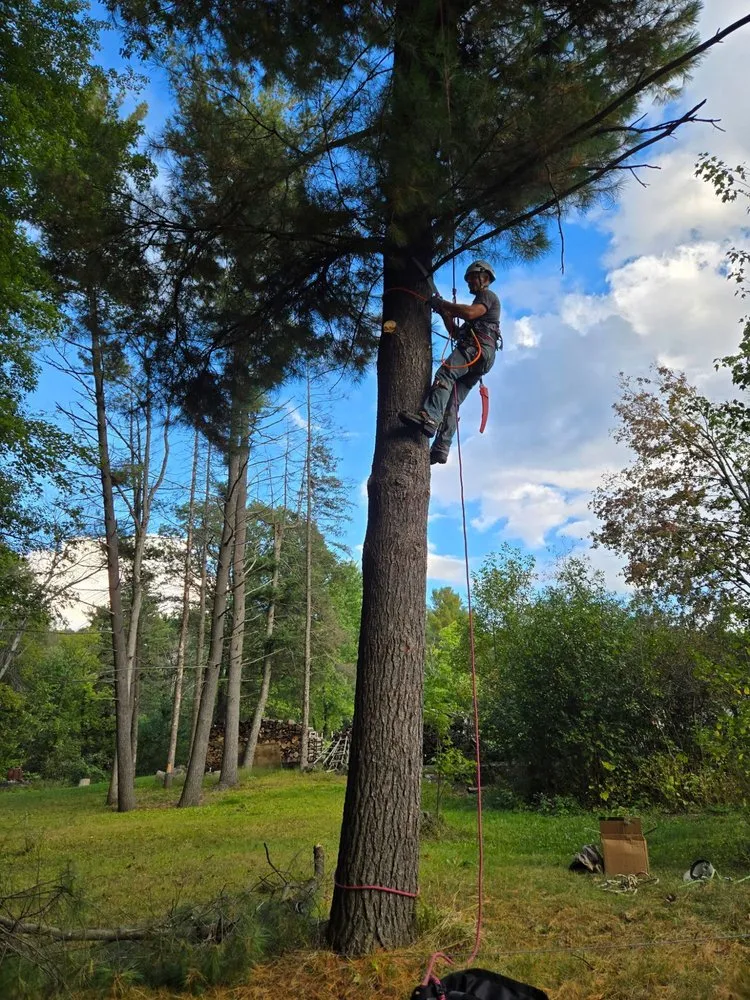 Top-rated yard cleanup service for homes across Wisconsin Rapids, WI - Marks Tree Removal and Landscaping