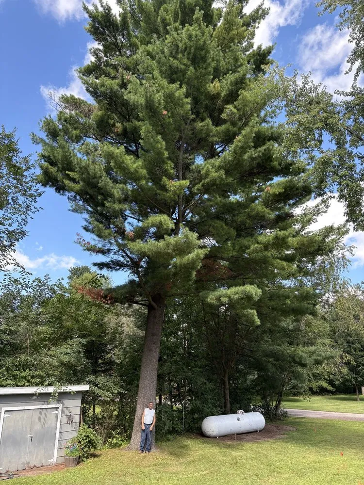 Top-rated garden landscaping experts serving Wisconsin Rapids, WI - Marks Tree Removal and Landscaping