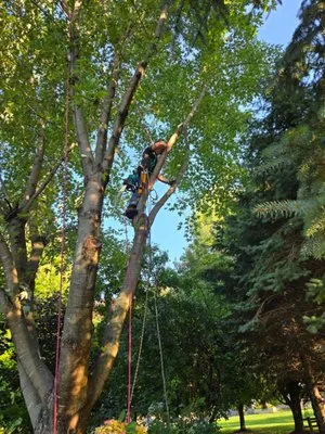 Marks Tree Removal and Landscaping