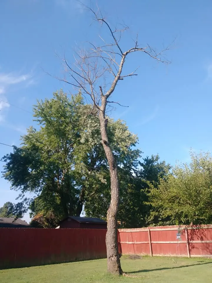 Affordable landscape design experts serving Bentonville, AR - Mark's Tree Service